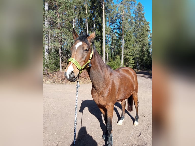 Deutsches Reitpony Stute 20 Jahre 147 cm in Mönchweiler