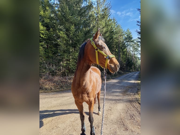 Deutsches Reitpony Stute 20 Jahre 147 cm in Mönchweiler