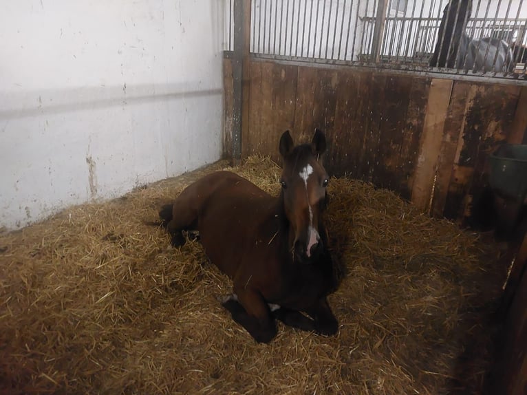 Deutsches Reitpony Stute 20 Jahre 147 cm in Mönchweiler