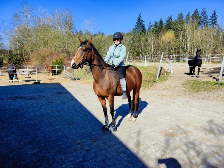 Deutsches Reitpony Stute 20 Jahre 147 cm in Mönchweiler