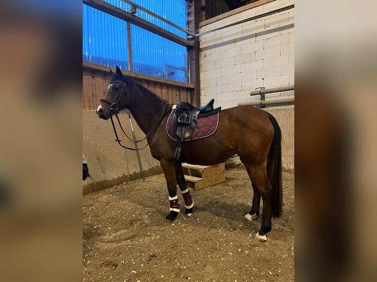 Deutsches Reitpony Stute 20 Jahre 147 cm in Mönchweiler