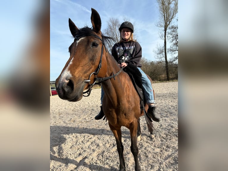 Deutsches Reitpony Stute 20 Jahre 147 cm in Mönchweiler