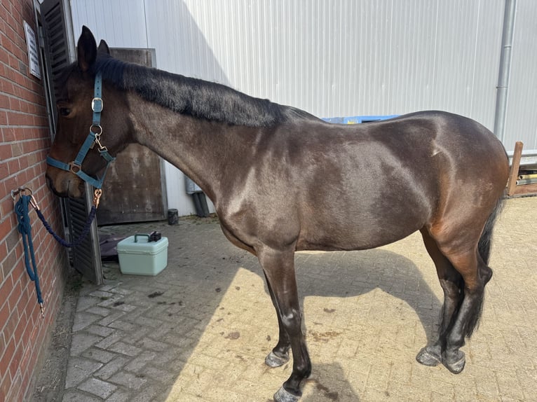 Deutsches Reitpony Stute 20 Jahre 148 cm Dunkelbrauner in Emlichheim