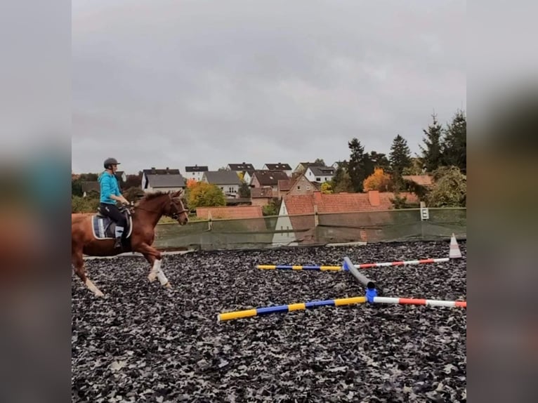 Deutsches Reitpony Stute 20 Jahre 148 cm Fuchs in Twistetal