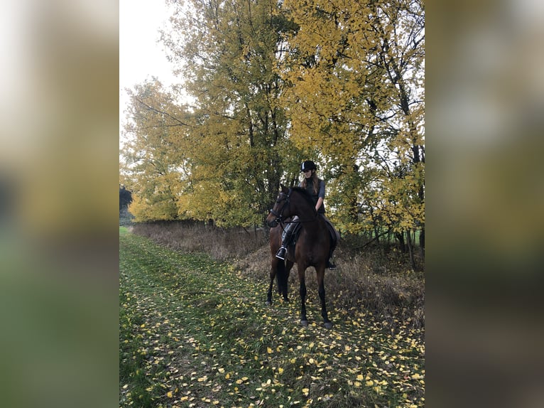 Deutsches Reitpony Mix Stute 20 Jahre Brauner in Huxfeld