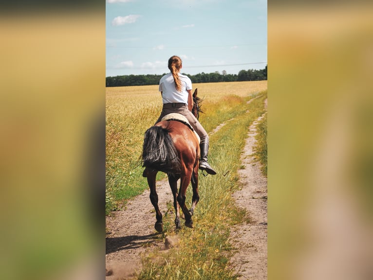 Deutsches Reitpony Mix Stute 20 Jahre Brauner in Huxfeld