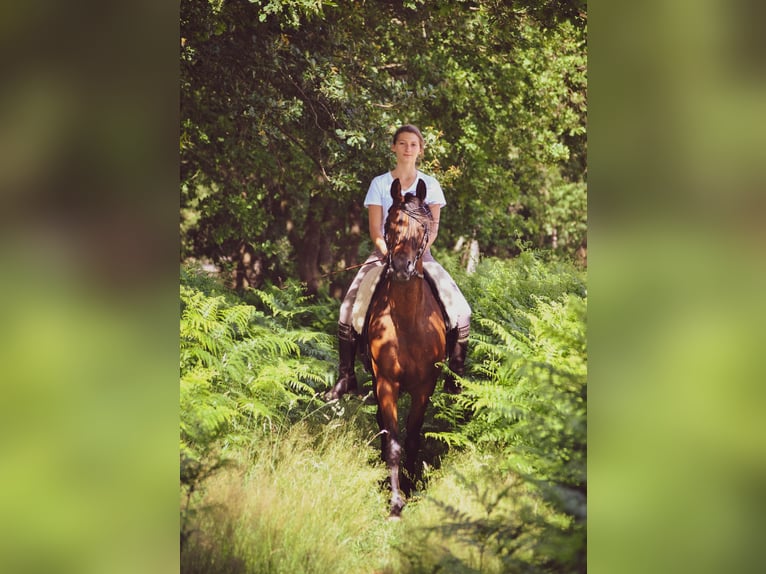 Deutsches Reitpony Mix Stute 20 Jahre Brauner in Huxfeld
