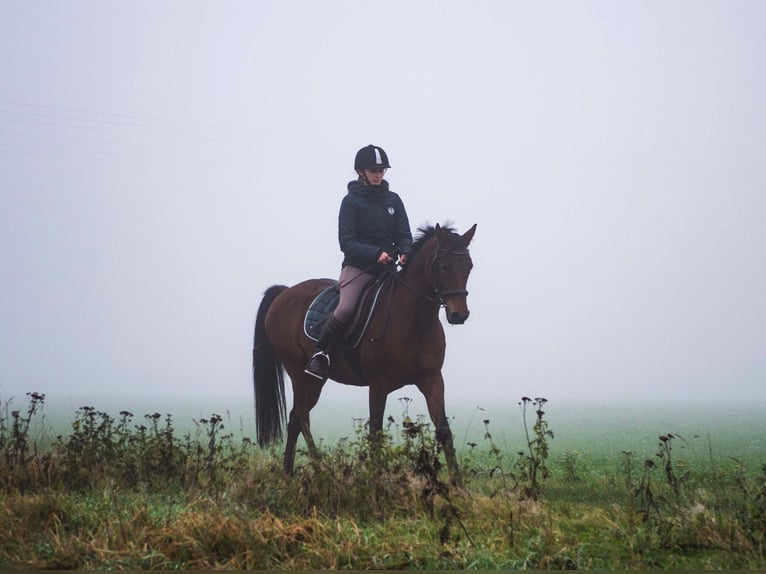 Deutsches Reitpony Mix Stute 20 Jahre Brauner in Huxfeld