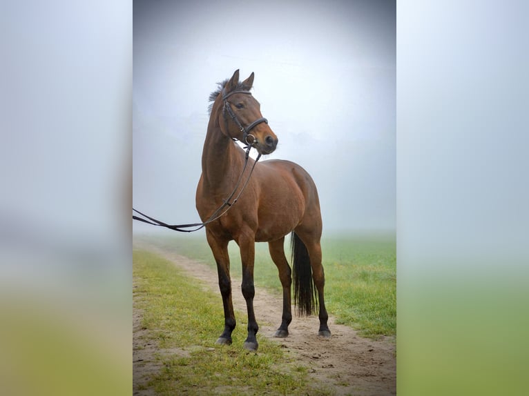 Deutsches Reitpony Mix Stute 20 Jahre Brauner in Huxfeld