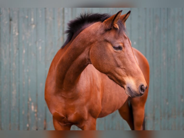 Deutsches Reitpony Mix Stute 20 Jahre Brauner in Huxfeld