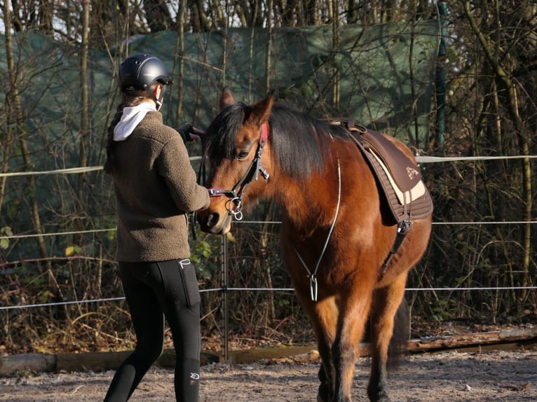 Deutsches Reitpony Stute 20 Jahre Brauner in Stuttgart Stammheim