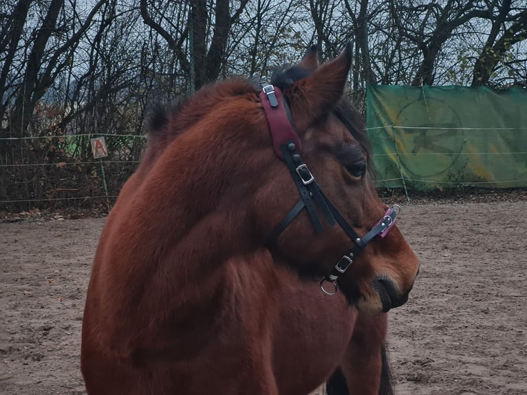 Deutsches Reitpony Stute 20 Jahre Brauner in Stuttgart Stammheim