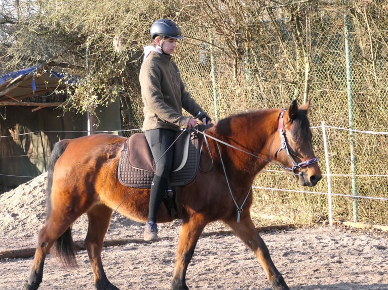 Deutsches Reitpony Stute 20 Jahre Brauner in Stuttgart Stammheim