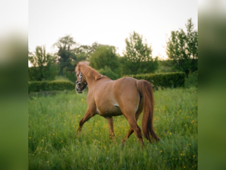 Deutsches Reitpony Stute 21 Jahre 133 cm Fuchs in Zweibr&#xFC;cken