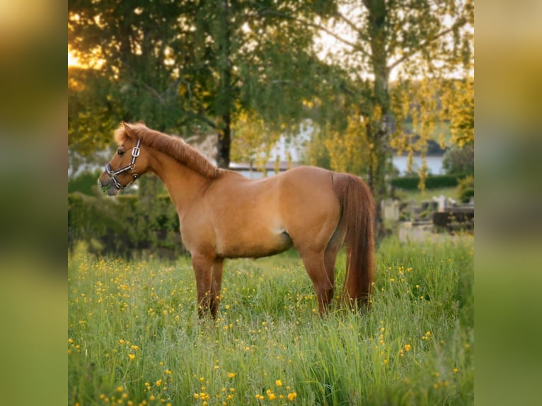 Deutsches Reitpony Stute 21 Jahre 133 cm Fuchs in Zweibr&#xFC;cken