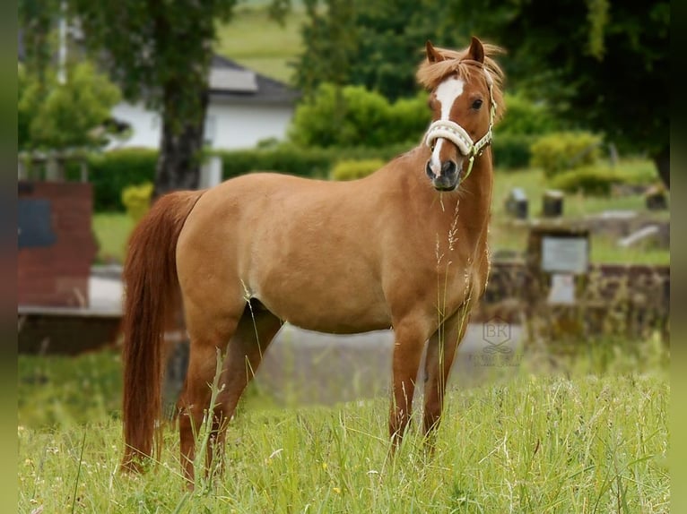 Deutsches Reitpony Stute 21 Jahre 133 cm Fuchs in Zweibr&#xFC;cken