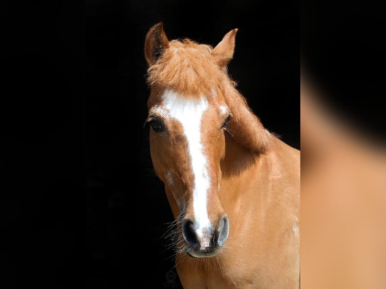 Deutsches Reitpony Stute 21 Jahre 133 cm Fuchs in Zweibr&#xFC;cken