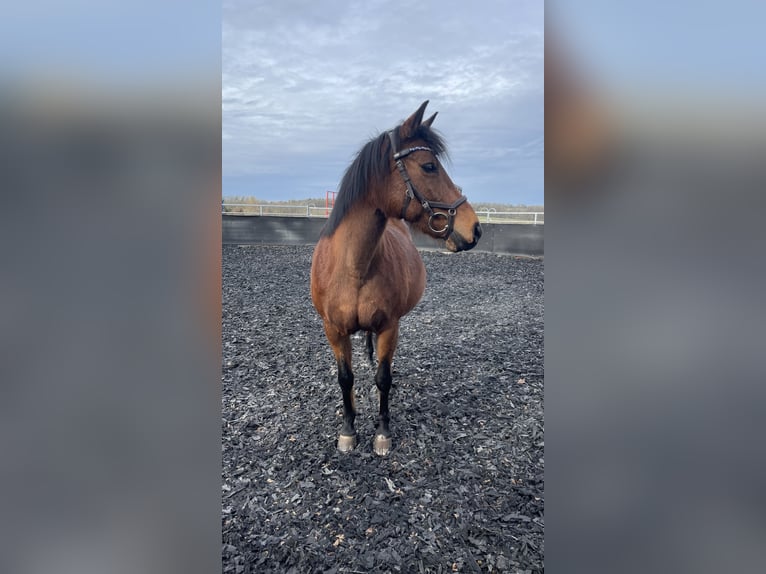 Deutsches Reitpony Mix Stute 21 Jahre 135 cm Brauner in Gechingen