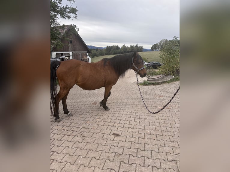 Deutsches Reitpony Stute 21 Jahre 138 cm Dunkelbrauner in Wolfach