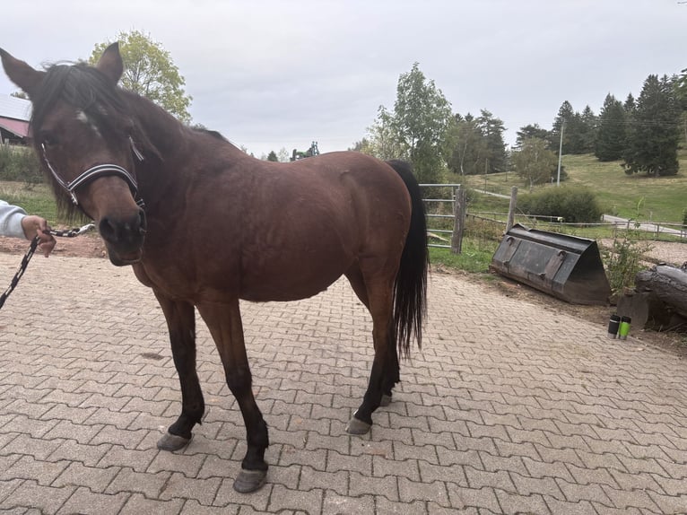 Deutsches Reitpony Stute 21 Jahre 138 cm Dunkelbrauner in Wolfach