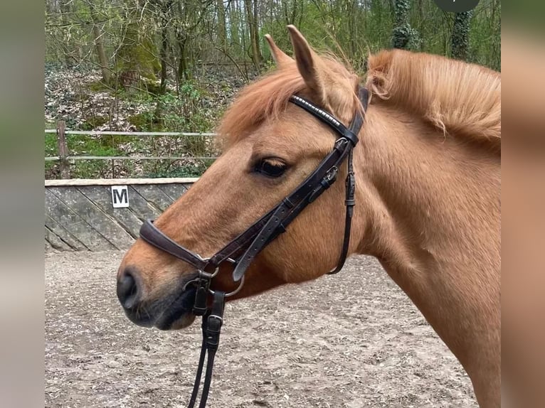 Deutsches Reitpony Stute 21 Jahre 140 cm Falbe in Berlin