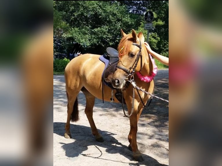 Deutsches Reitpony Stute 21 Jahre 140 cm Falbe in Berlin