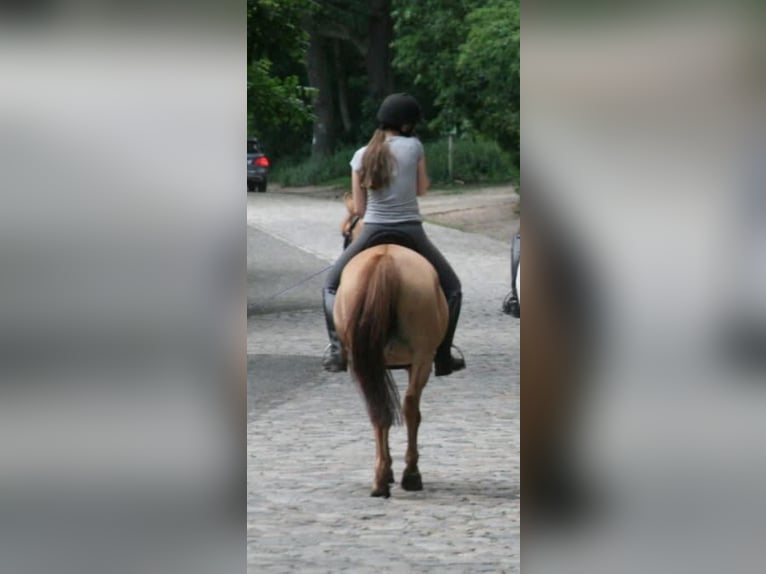 Deutsches Reitpony Stute 21 Jahre 140 cm Falbe in Berlin