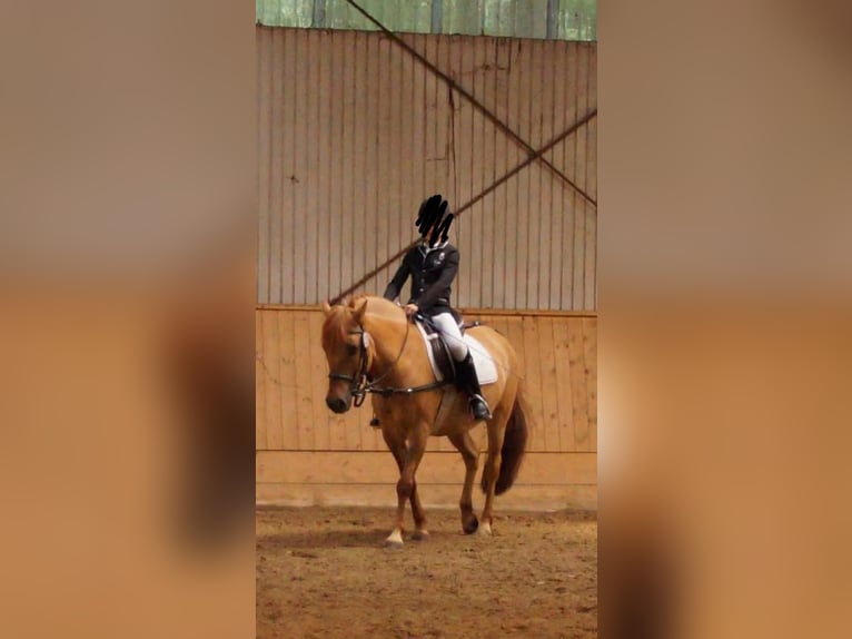 Deutsches Reitpony Stute 21 Jahre 140 cm Falbe in Berlin
