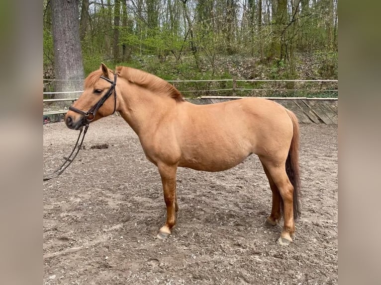Deutsches Reitpony Stute 21 Jahre 140 cm Falbe in Berlin