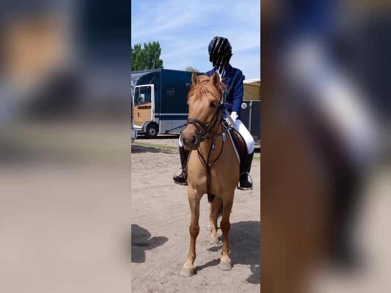 Deutsches Reitpony Stute 21 Jahre 140 cm Falbe in Berlin