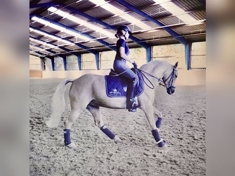 Deutsches Reitpony Stute 21 Jahre 143 cm Palomino in MarlMarl