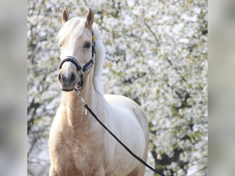 Deutsches Reitpony Stute 21 Jahre 143 cm Palomino in MarlMarl