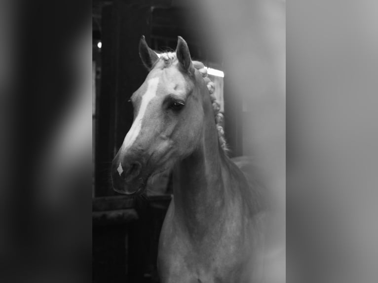 Deutsches Reitpony Stute 21 Jahre 143 cm Palomino in MarlMarl
