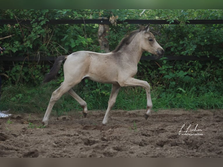 Deutsches Reitpony Stute 21 Jahre 146 cm Brauner in Beverbruch