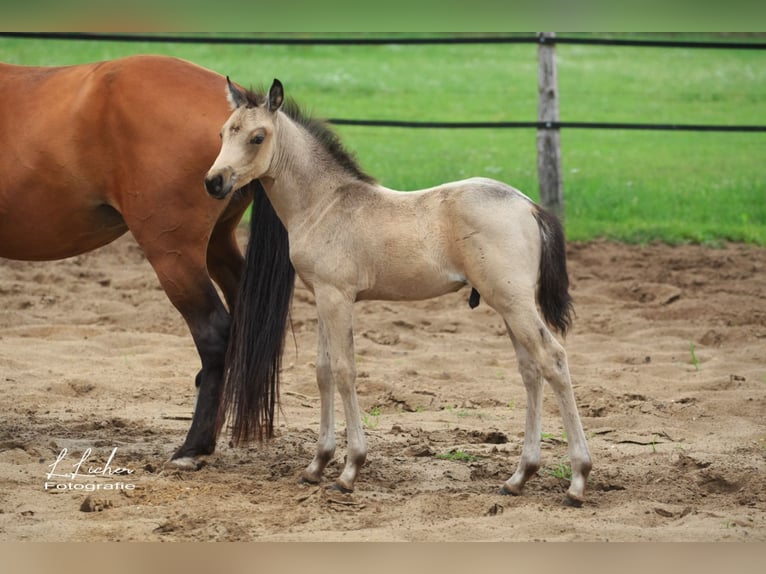 Deutsches Reitpony Stute 21 Jahre 146 cm Brauner in Beverbruch