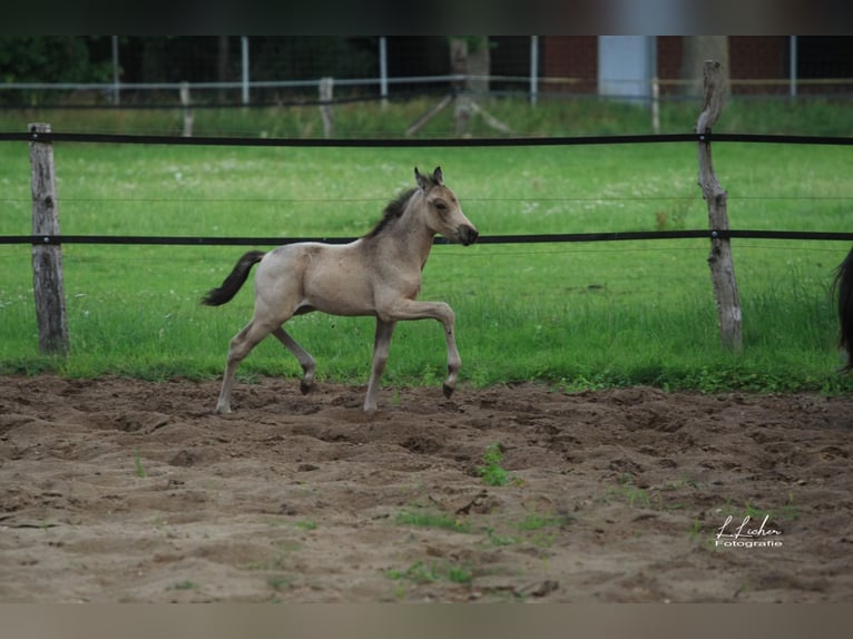 Deutsches Reitpony Stute 21 Jahre 146 cm Brauner in Beverbruch