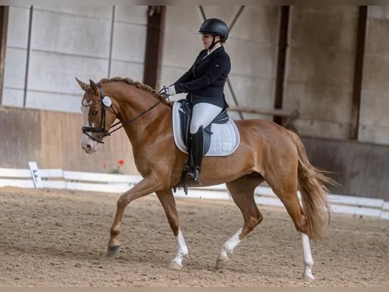 Deutsches Reitpony Stute 21 Jahre 146 cm Brauner in Beverbruch