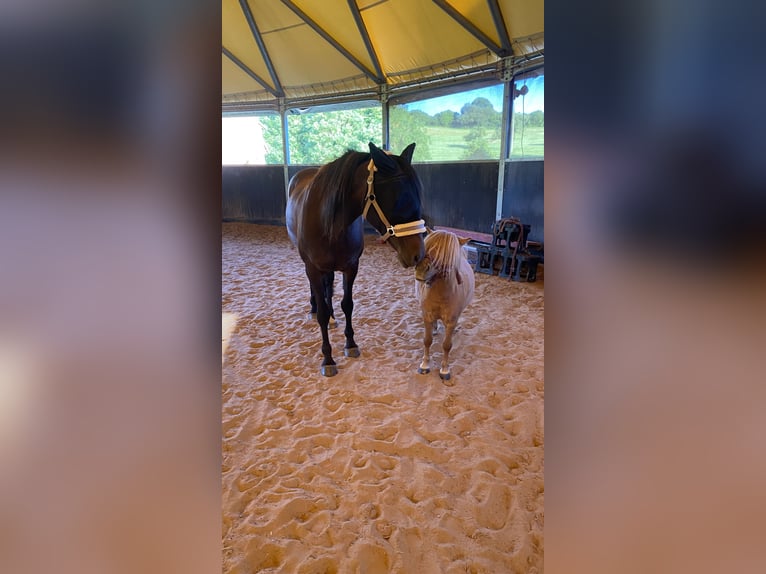 Deutsches Reitpony Stute 21 Jahre 146 cm  in Marsberg