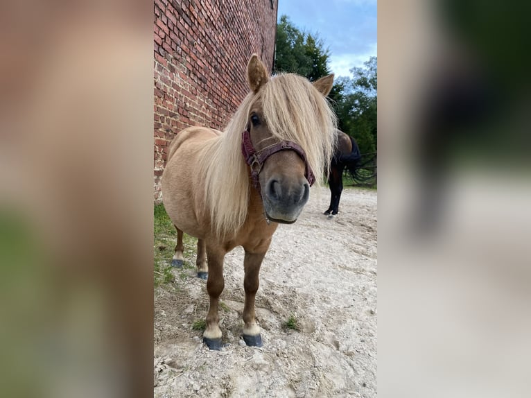 Deutsches Reitpony Stute 21 Jahre 146 cm  in Marsberg