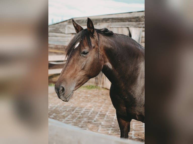 Deutsches Reitpony Stute 21 Jahre 146 cm  in Marsberg