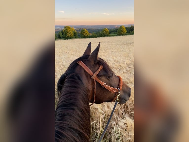 Deutsches Reitpony Stute 21 Jahre 146 cm  in Marsberg