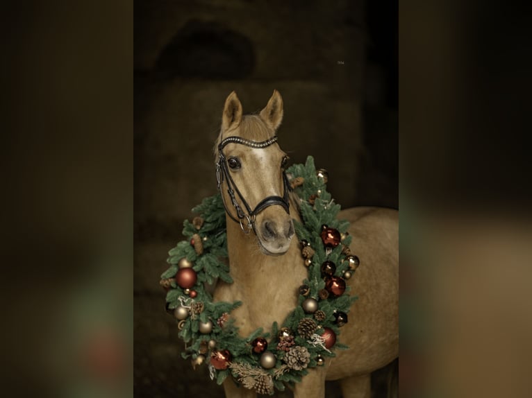 Deutsches Reitpony Stute 21 Jahre 146 cm Palomino in Viersen