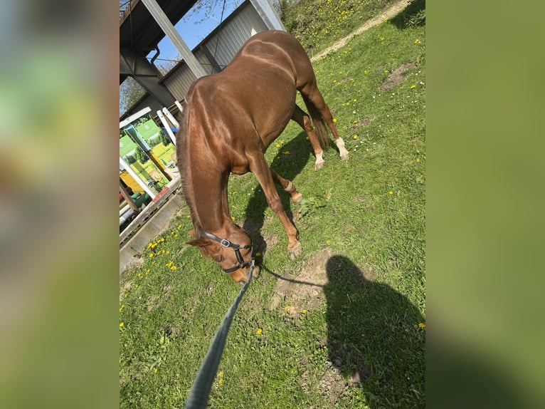 Deutsches Reitpony Stute 21 Jahre 147 cm Dunkelfuchs in Schleswig