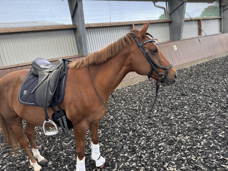 Deutsches Reitpony Stute 21 Jahre 147 cm Dunkelfuchs in Schleswig