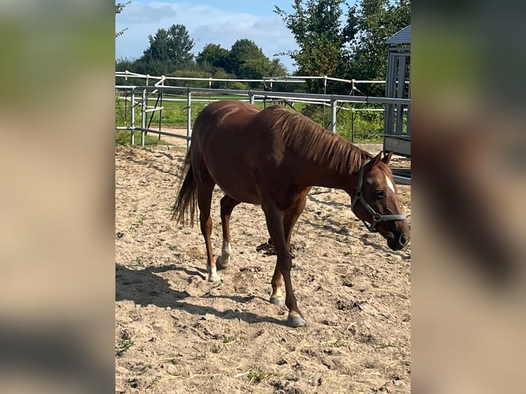 Deutsches Reitpony Stute 21 Jahre 147 cm Dunkelfuchs in Schleswig