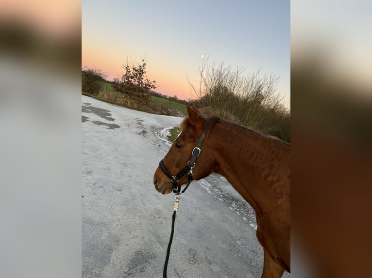 Deutsches Reitpony Stute 21 Jahre 147 cm Dunkelfuchs in Schleswig