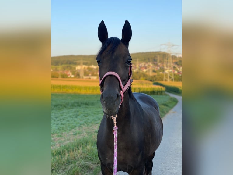 Deutsches Reitpony Stute 21 Jahre 148 cm Dunkelbrauner in Binzen