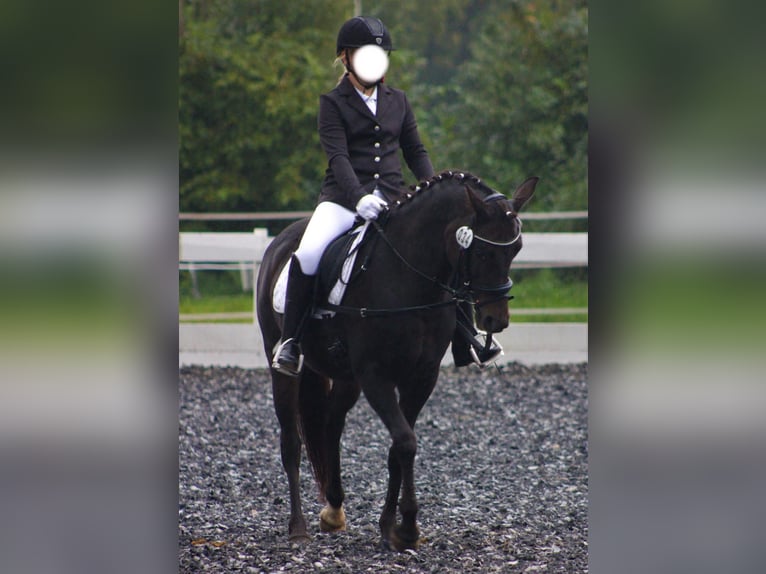 Deutsches Reitpony Stute 21 Jahre 148 cm Dunkelbrauner in Binzen