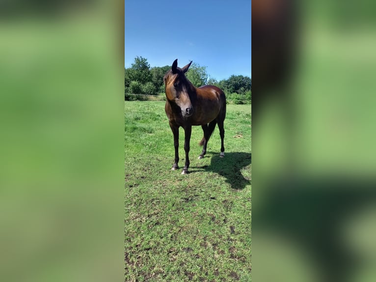 Deutsches Reitpony Stute 21 Jahre 148 cm Dunkelbrauner in Binzen