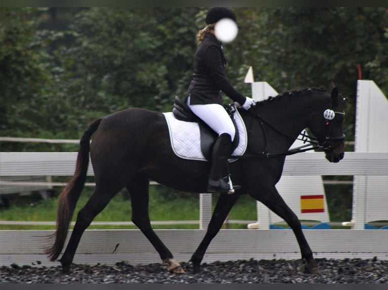 Deutsches Reitpony Stute 21 Jahre 148 cm Dunkelbrauner in Binzen